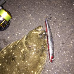 またヒラメが釣れました